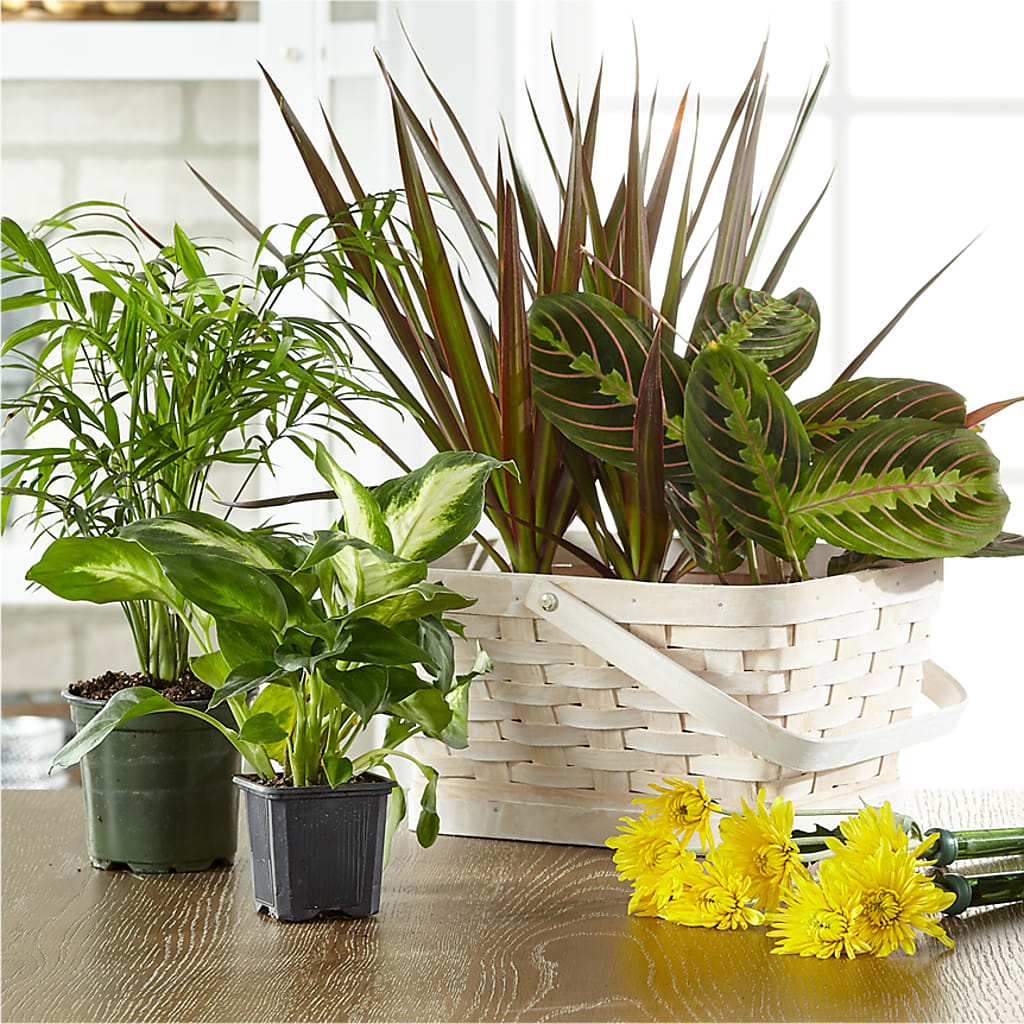Florist Designed Blooming and Green Plants in a Basket – SUNSHINE FLOWERS & GIFTS, Joaquin TX