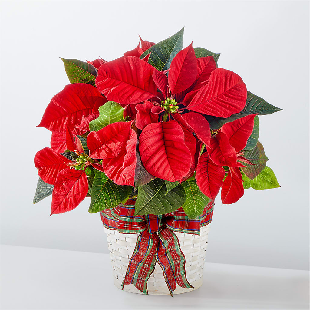 Happiest Holidays Poinsettia – SUNSHINE FLOWERS & GIFTS, Joaquin TX