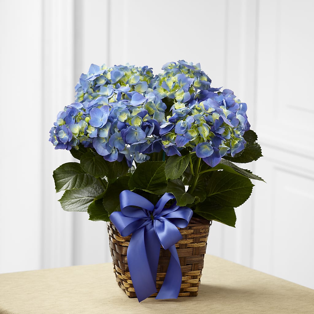 Blue Hydrangea Planter – SUNSHINE FLOWERS & GIFTS, Joaquin TX