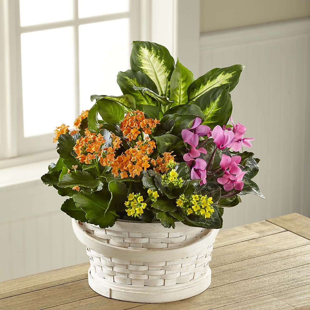 Color Crush Dishgarden – SUNSHINE FLOWERS & GIFTS, Joaquin TX