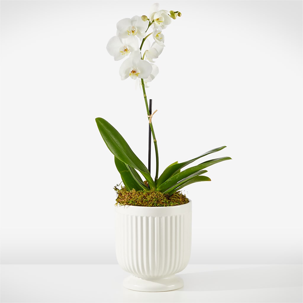 Whispering White Orchid – SUNSHINE FLOWERS & GIFTS, Joaquin TX