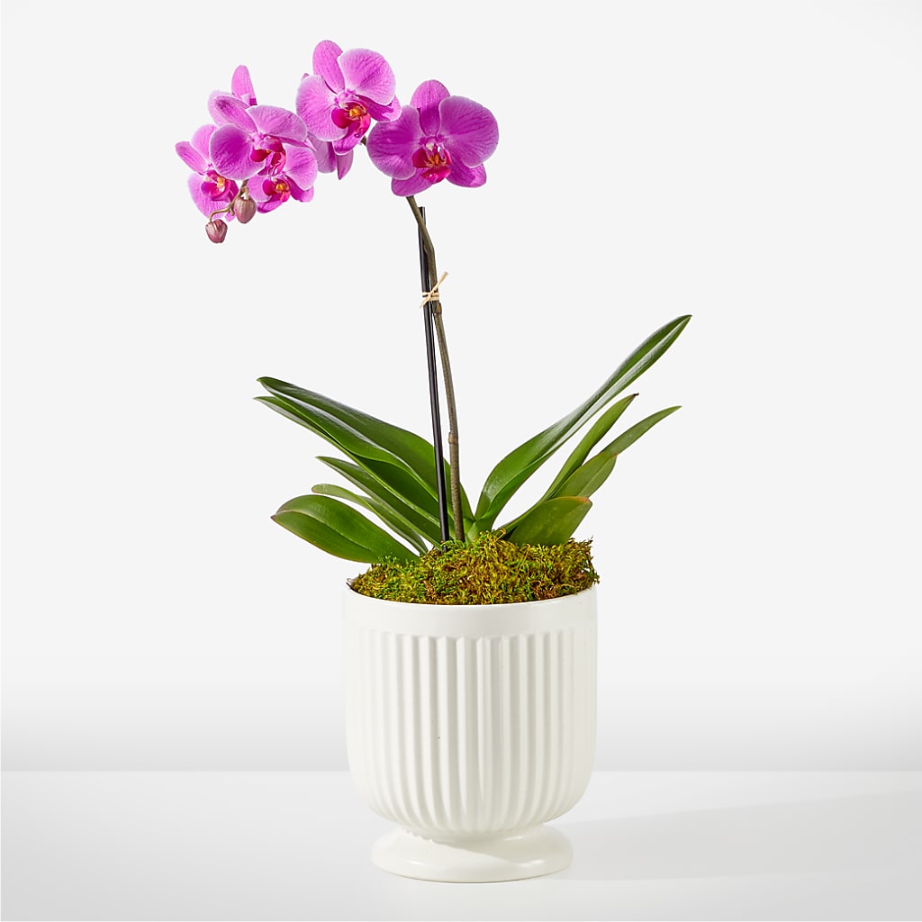 Friendly Fuchsia Orchid – SUNSHINE FLOWERS & GIFTS, Joaquin TX