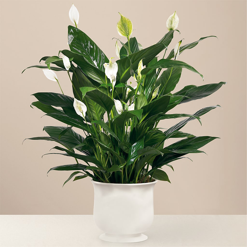 Comfort Planter – SUNSHINE FLOWERS & GIFTS, Joaquin TX
