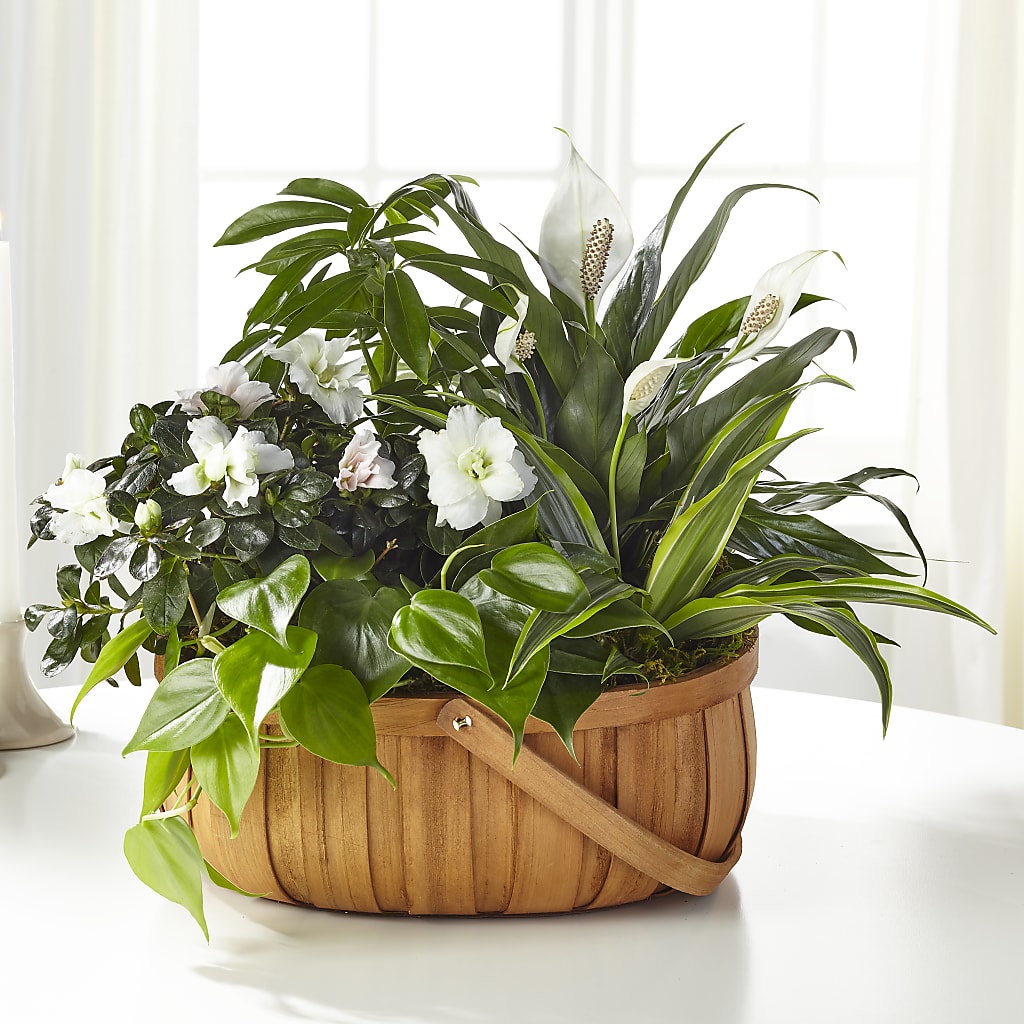 Serene Dishgarden – SUNSHINE FLOWERS & GIFTS, Joaquin TX