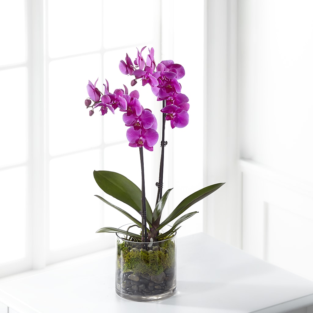 Pink Orchid Plant – SUNSHINE FLOWERS & GIFTS, Joaquin TX