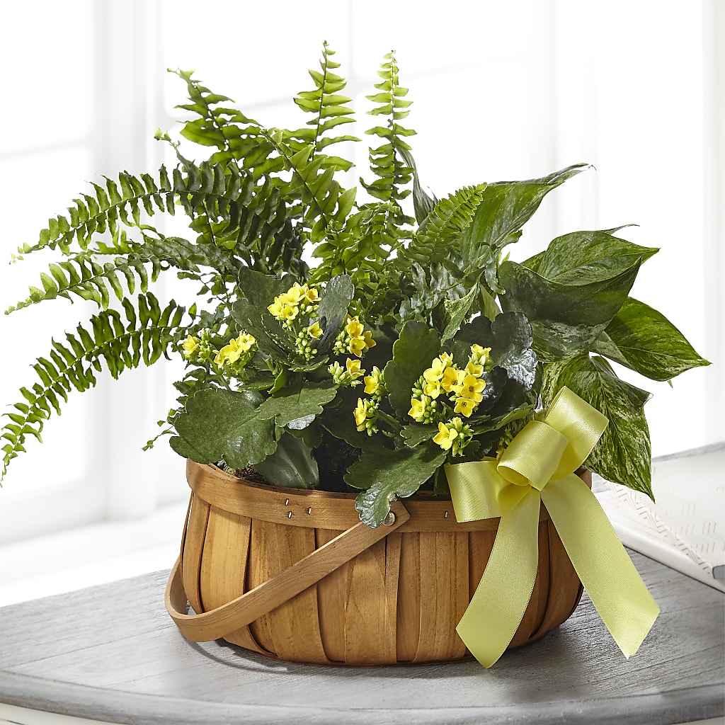 Always Dear Dishgarden – SUNSHINE FLOWERS & GIFTS, Joaquin TX