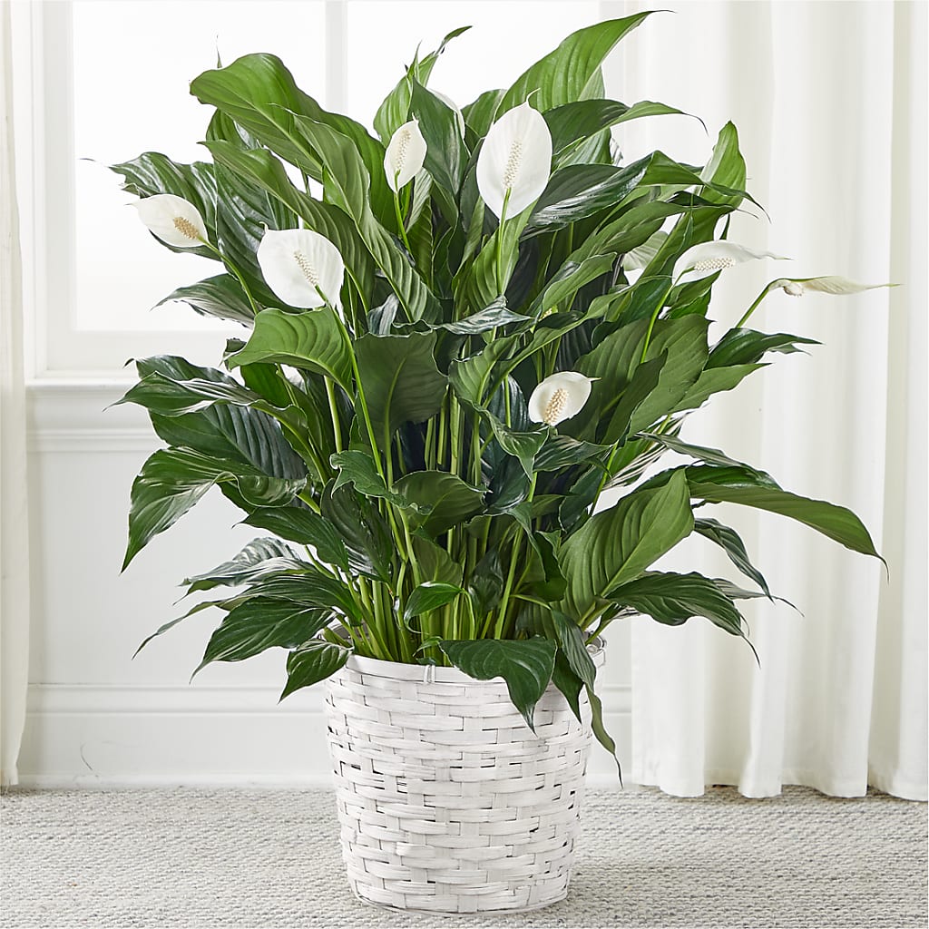 A New Leaf Peace Lily – SUNSHINE FLOWERS & GIFTS, Joaquin TX