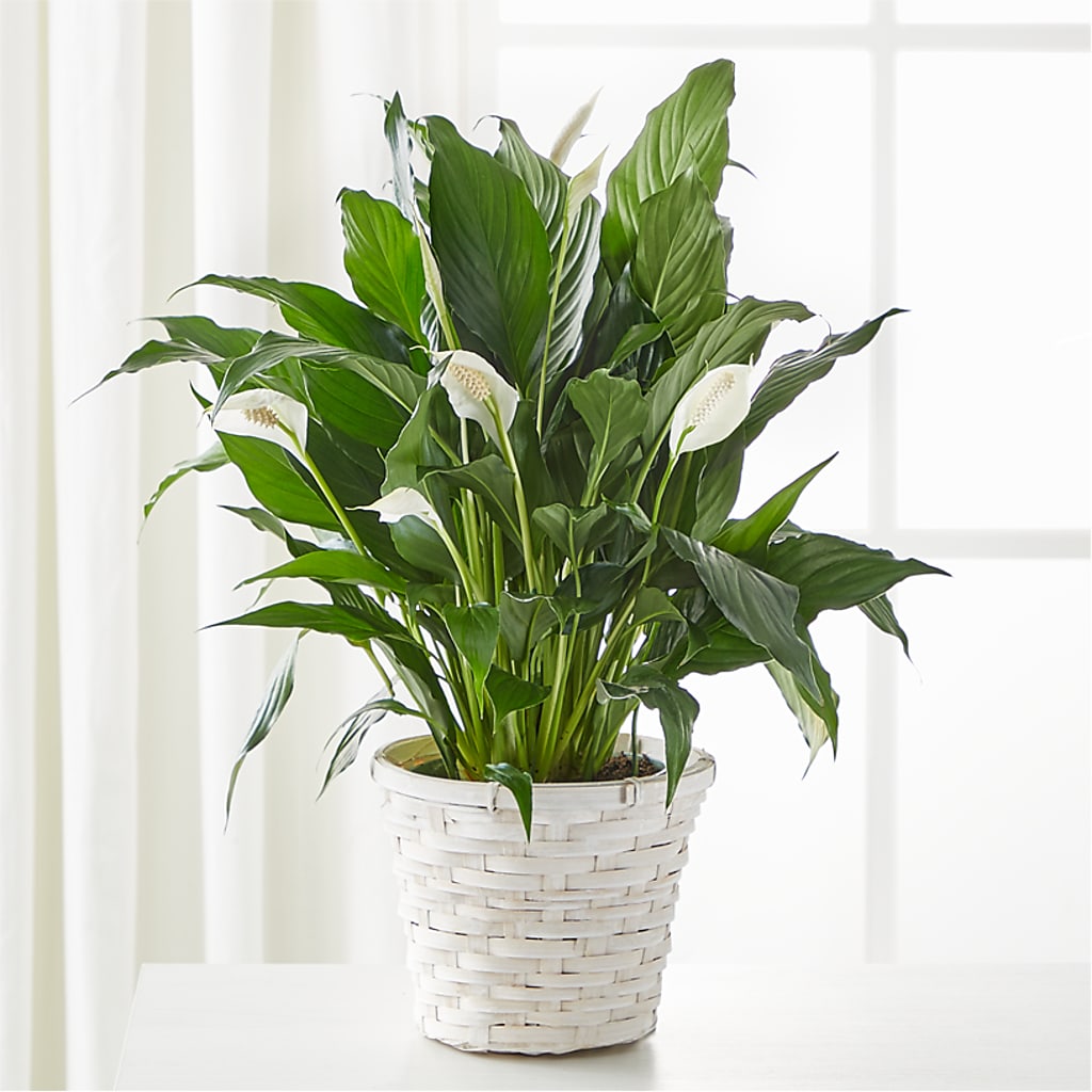 A New Leaf Peace Lily – SUNSHINE FLOWERS & GIFTS, Joaquin TX