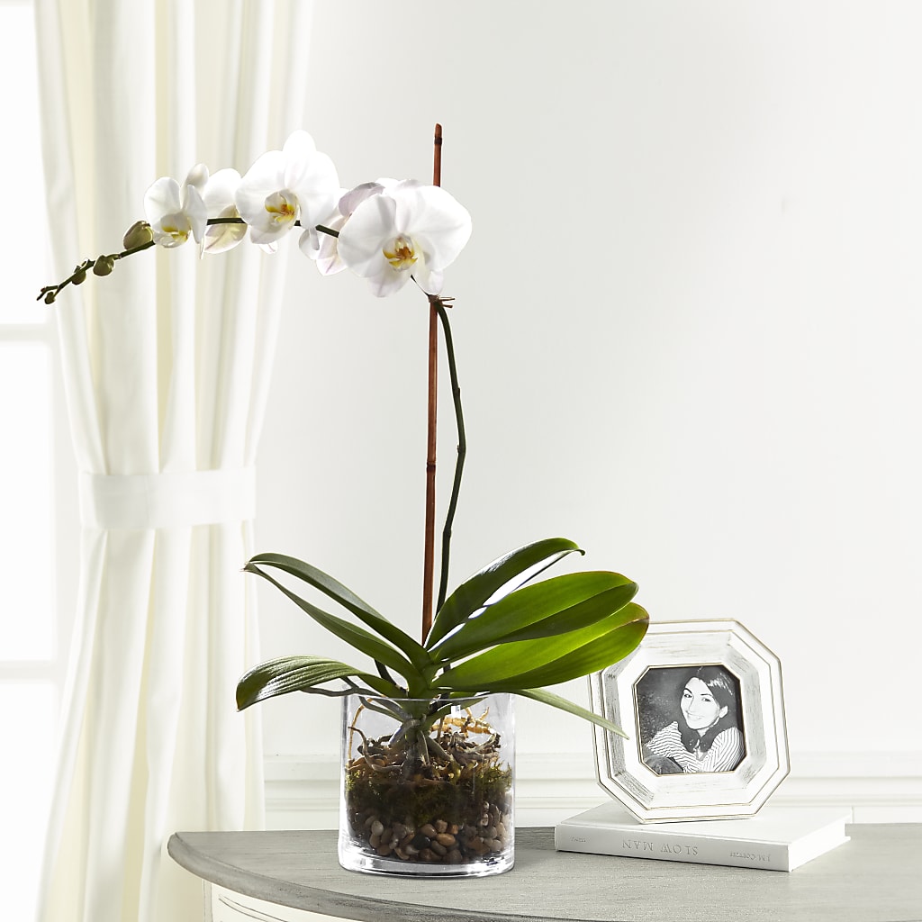 White Orchid Planter – SUNSHINE FLOWERS & GIFTS, Joaquin TX
