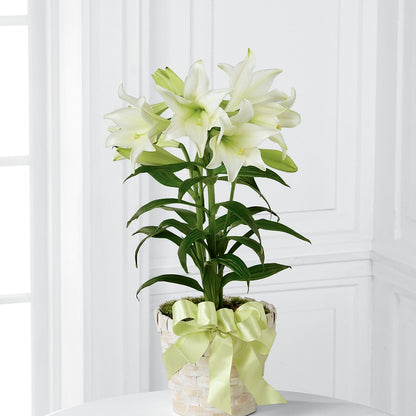 Easter Lily Plant – SUNSHINE FLOWERS & GIFTS, Joaquin TX