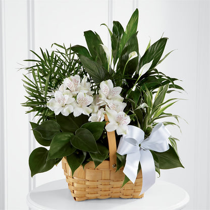 Peace & Serenity Dishgarden – SUNSHINE FLOWERS & GIFTS, Joaquin TX