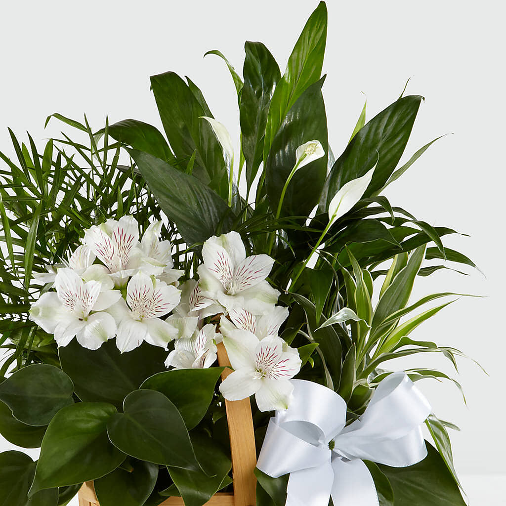 Peace & Serenity Dishgarden – SUNSHINE FLOWERS & GIFTS, Joaquin TX