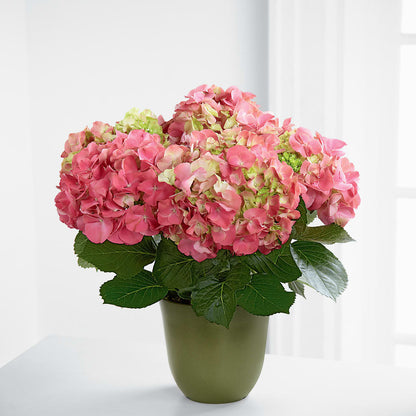 Pink Hydrangea Planter – SUNSHINE FLOWERS & GIFTS, Joaquin TX