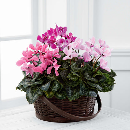 Mixed Cyclamen Planter – SUNSHINE FLOWERS & GIFTS, Joaquin TX