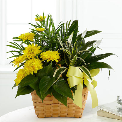 Loving Light Dishgarden – SUNSHINE FLOWERS & GIFTS, Joaquin TX