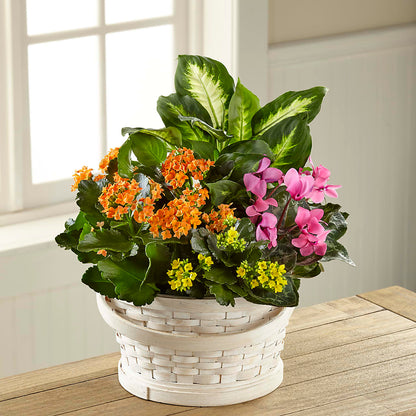 Color Crush Dishgarden – SUNSHINE FLOWERS & GIFTS, Joaquin TX