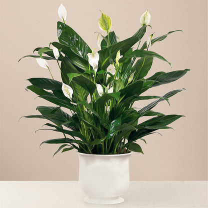 Comfort Planter – SUNSHINE FLOWERS & GIFTS, Joaquin TX