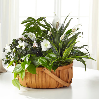 Serene Dishgarden – SUNSHINE FLOWERS & GIFTS, Joaquin TX