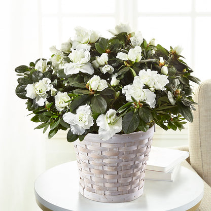 White Azalea Plant – SUNSHINE FLOWERS & GIFTS, Joaquin TX