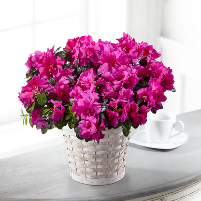 Hope & Serenity Azalea Plant – SUNSHINE FLOWERS & GIFTS, Joaquin TX