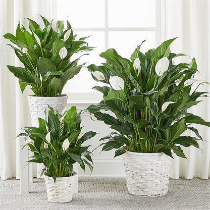 A New Leaf Peace Lily – SUNSHINE FLOWERS & GIFTS, Joaquin TX