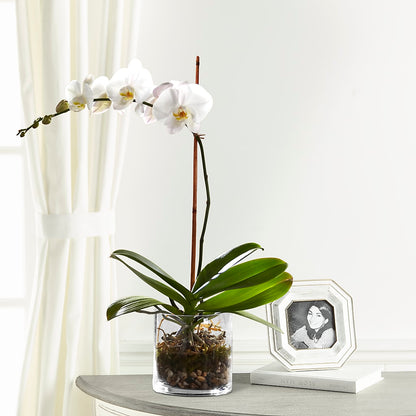 White Orchid Planter – SUNSHINE FLOWERS & GIFTS, Joaquin TX