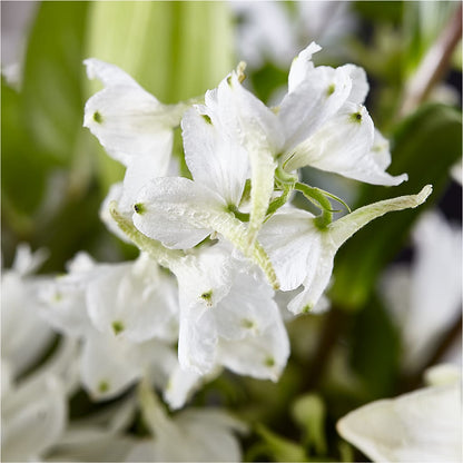 Classic Ivory – A Florist Original – SUNSHINE FLOWERS & GIFTS, Joaquin TX